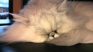 Snoring Persian Cat....