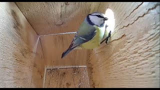 2024-03-18 Blue Tit Visiting The Nest