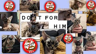A Very Special okbuddyvowsh Meme Reaction in Honor of Daniil 🖤