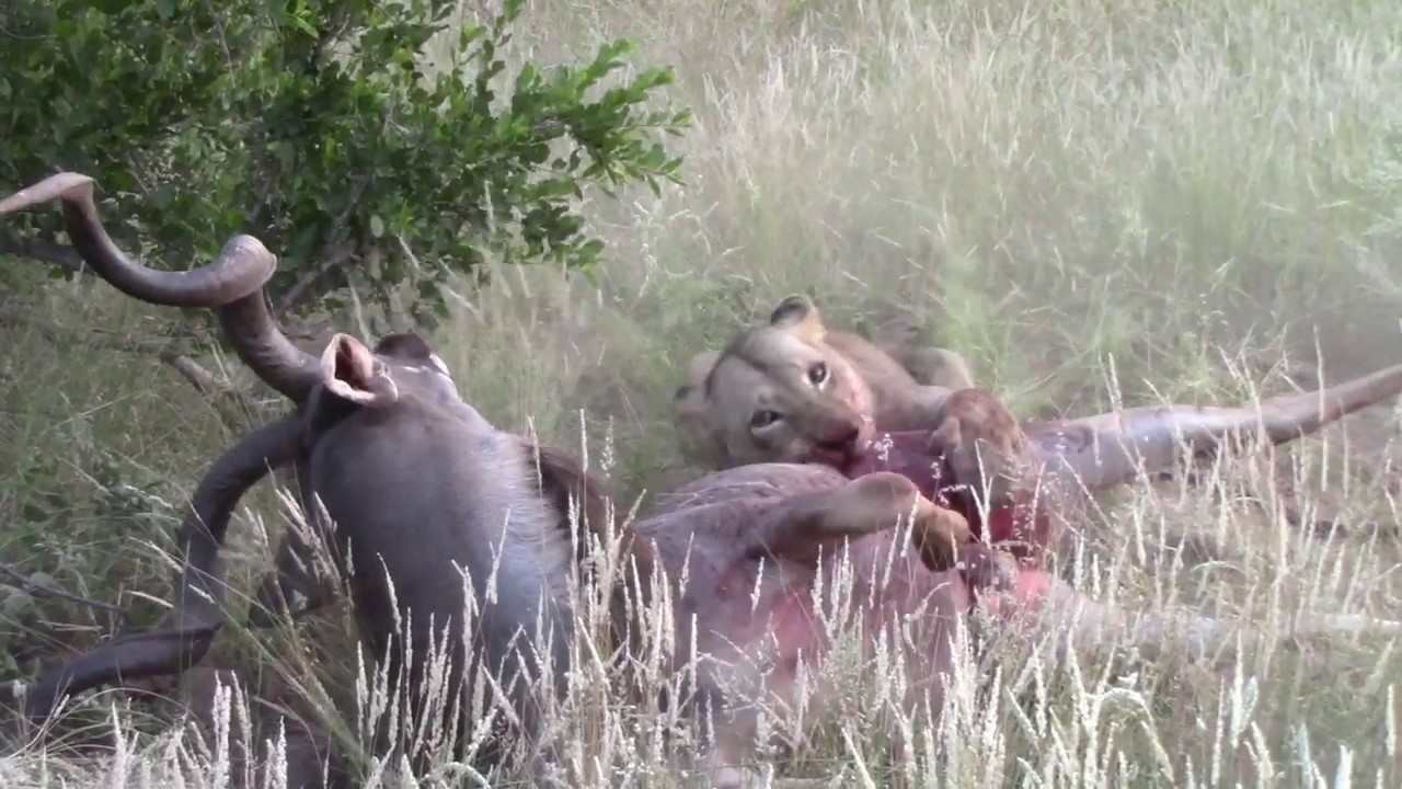 ⁣Lioness catch kudu bulls while fighting