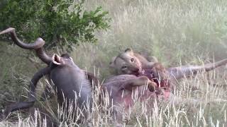 Lioness catch kudu bulls while fighting