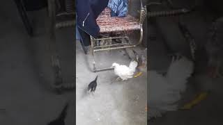 Galinhas Nagasaki Frisadas