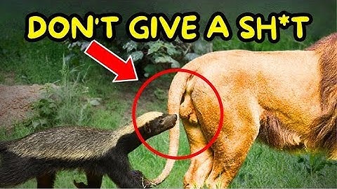 10 Unbelievable Honey Badger And Wolverine Attacks Ever Caught On Camera