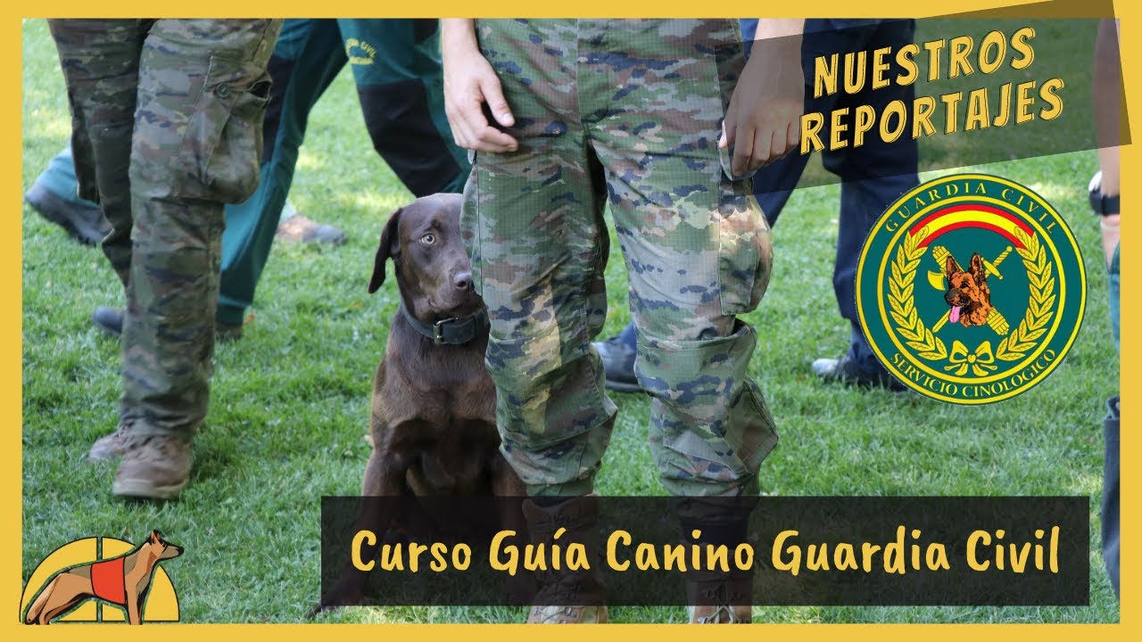 Así se preparan los futuros GUÍAS CANINOS de la Guardia Civil