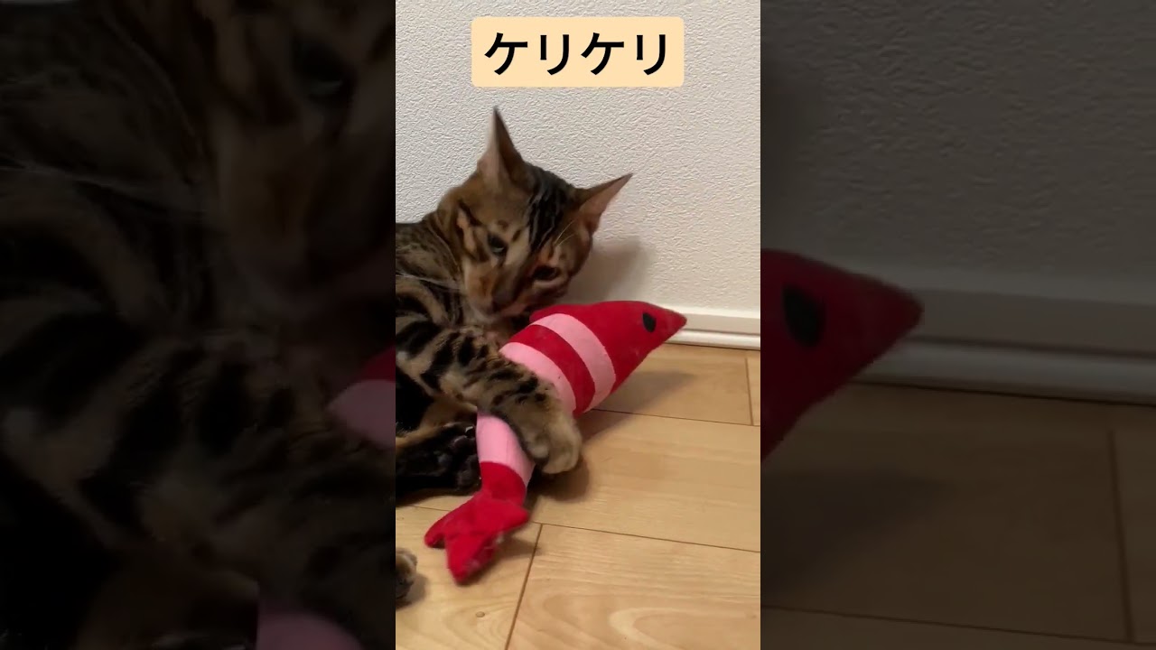 猫のケリケリ Youtube