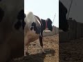 freezing cross cow for sale location pull qambar