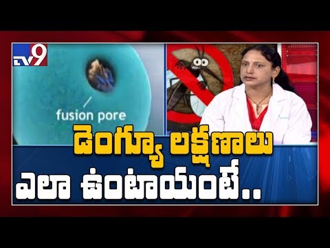 డెంగ్యూ లక్షణాలు మరియు నివారణ ఏమిటి? - TV9