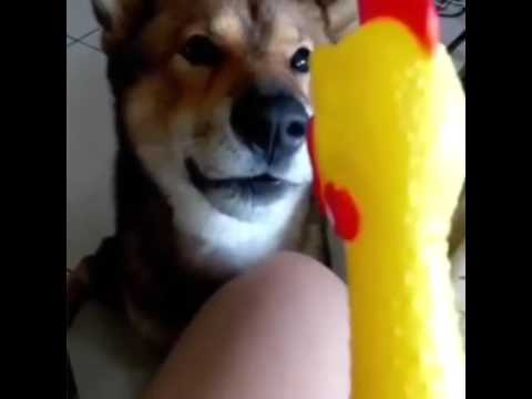 Rubber En Dog Squeak Toy Dogs