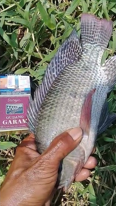 Hasil mancing#shorts #fishing