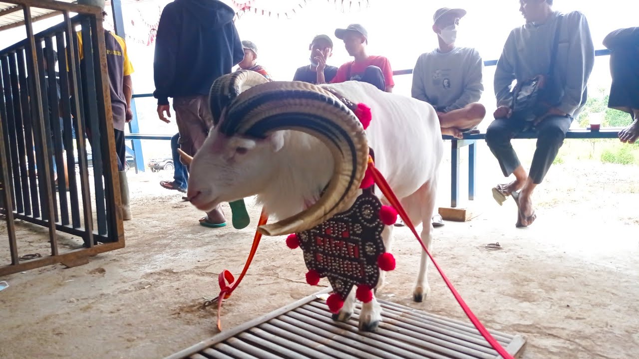 Si Padjadjaran Pdp. Jagat Junior di Pesta Patok Plp. Garut Jawa Barat