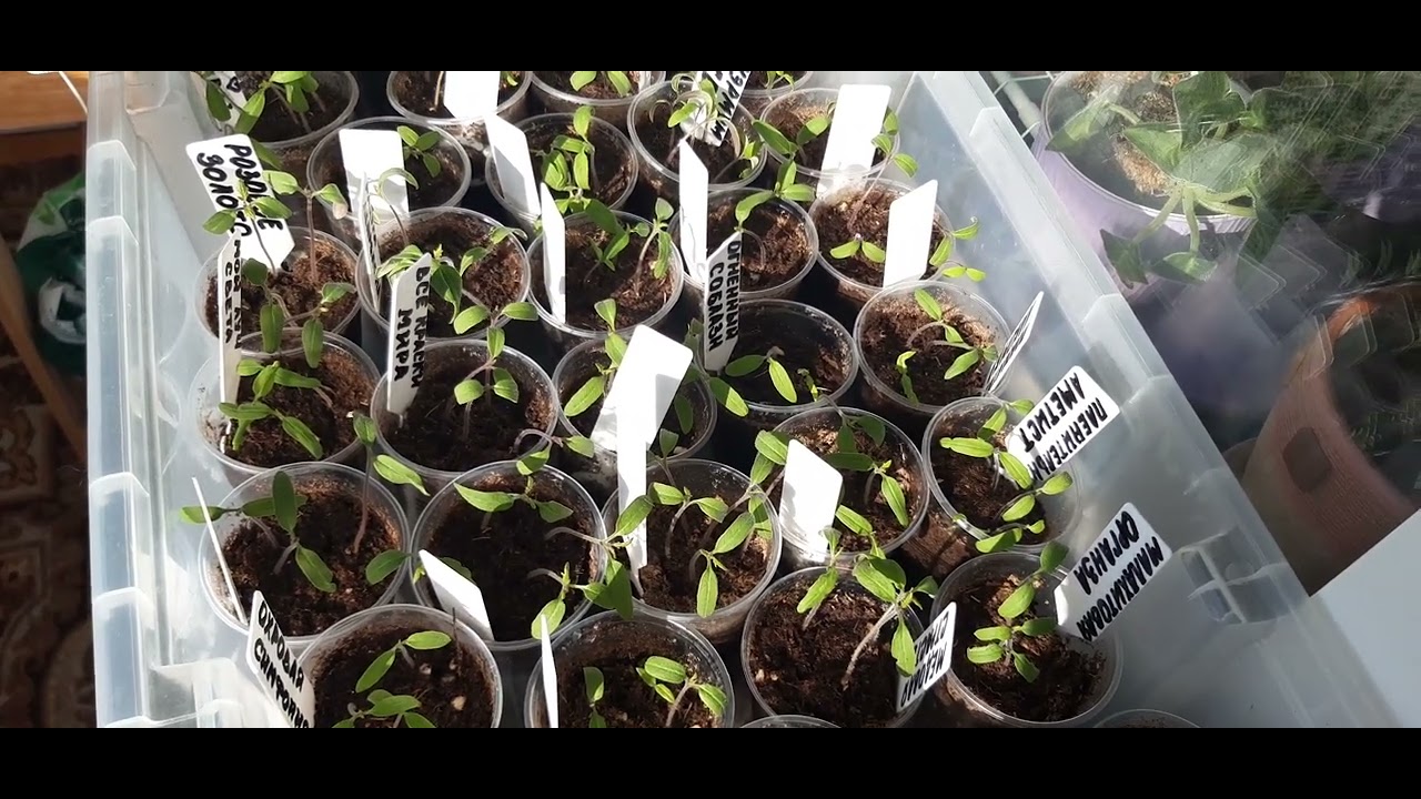 6 марта, какие сорта томатов выбрала для 1й теплицы, лук и сладкий перец