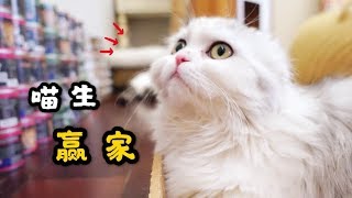 主人买了100个罐头给12只猫开大餐硬生生把端午节过成了吃货节 李喜猫