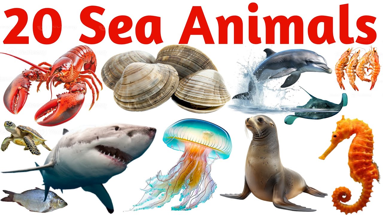 20 Sea Animals Name for Kids | Learn Ocean Animals in English | Educational Video