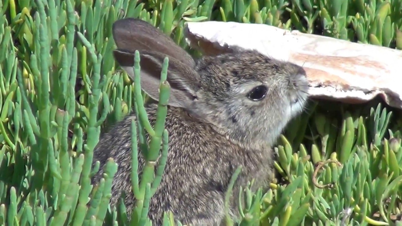 nature kpop North American Wildlife --- Desert Cottontail Rabbit (bunny)