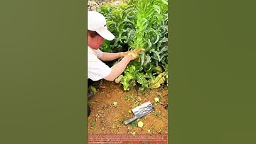 They Throw Away the Leaves to Get to THIS! 🤯