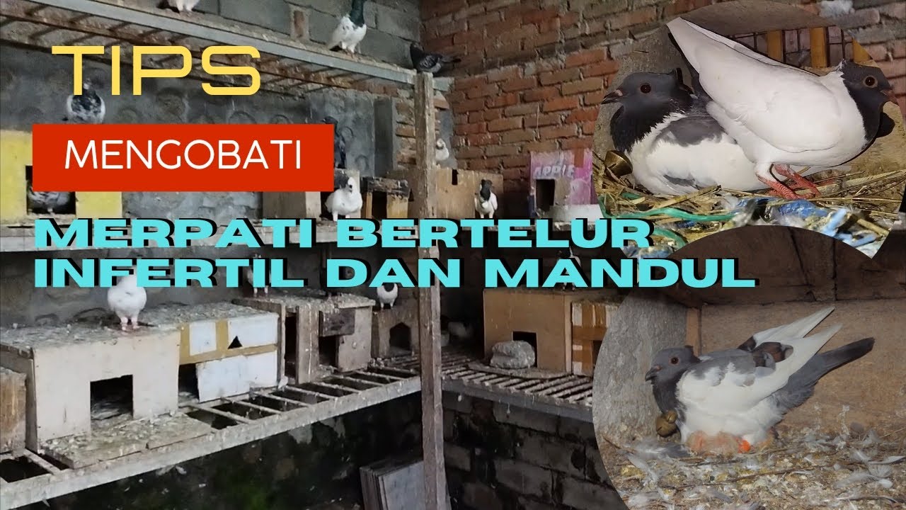 Tips Mengobati Merpati Bertelur Infertil dan Mandul