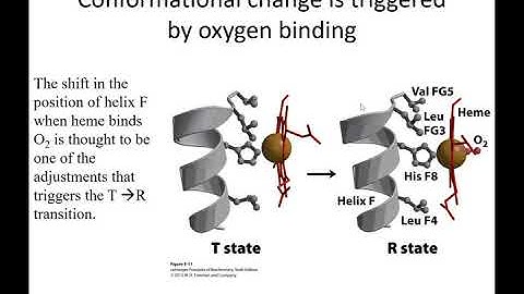 MBS 6250 Chapter 5 Lehninger: Protein function part 2