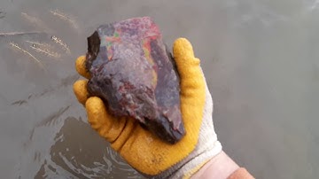 Alberta Ammonite Fossil Hunting with Fossil Dad!