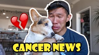 My Corgi's Cancer News and Giving Him The Best Day || Life After College: Ep. 765 by VlogAfterCollege 271,494 views 6 months ago 20 minutes