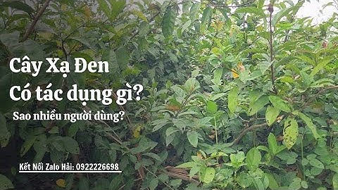 Cây Xạ Đen Có Tác Dụng Gì? Sao Nhiều Người Sử Dụng