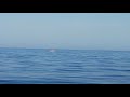 Дельфины в Черном море. Алушта.