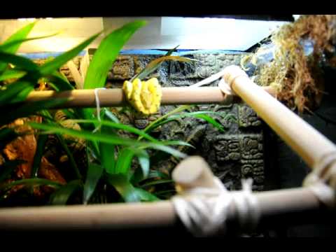 Green Tree Python Lucy in Naturalistic Viv