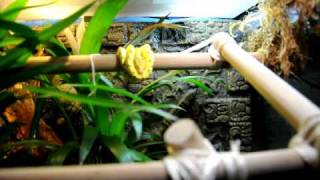 Green Tree Python Lucy in Naturalistic Viv