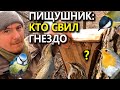 Кто занял пищушник, а кто полудупло?