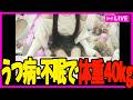 【※実写注意・WEBカメ】うつ病で163cm50kgから40kgに。配信後メン限【雑談配信】