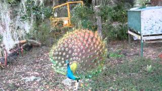 011.AVI farm life- male peacock showing his tail feathers.
