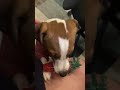 【Jack Russell Terrier傑克羅素㹴BonBon】pepper#橘貓#柴犬#shorts