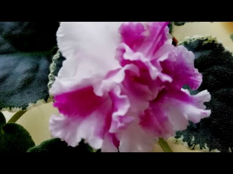 Фиалка ЕК - Счастливый день/Описание сорта фиалки.//Первое цветение стартёра ЕК-Счастливый день!