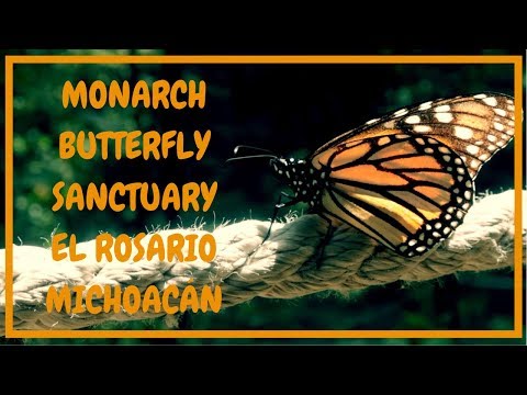 Monarch Butterfly Sanctuary (2019) in El Rosario Michoacán | Annual Migration | Mexico | Ep. 25