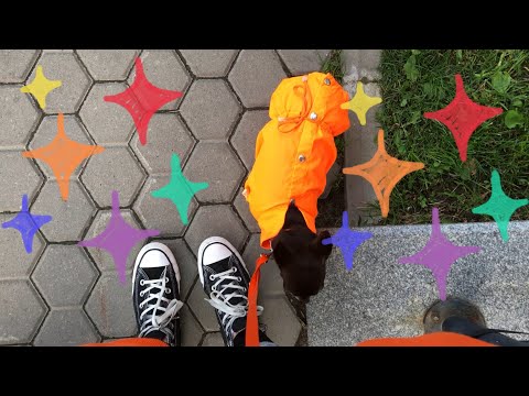 как приучить собаку к грумингу🧡