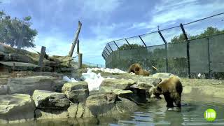 Take a gondola ride to #californiatrail, the new 56 acre expansion of
@oaklandzoo08, featuring eight endangered species native state. filmed
openi...