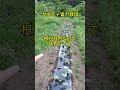 かぼちゃ直播き栽培　#カボチャ　#無農薬　#家庭菜園