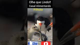 Olhe que Lindo! Família de aves alimentando filhote, Música de                 Fundo. #Shorts.