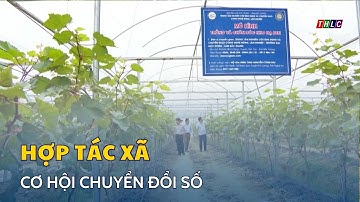 Cơ hội chuyển đổi số cho các hợp tác xã | THLC