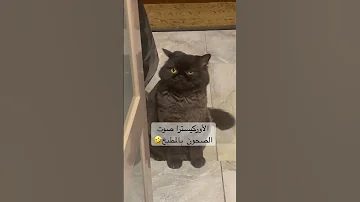 ضحك هتضحك حكايات وقصص حكايات عربية فن مهرجانات مهرجان رسوم متحركة باباي طرب اكسبلور تجميل 