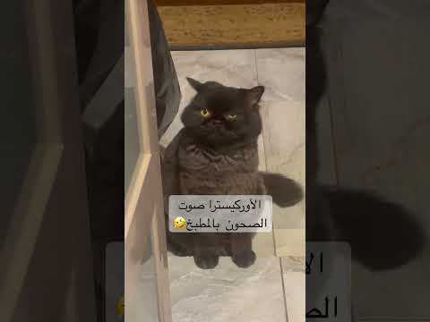 ضحك هتضحك حكايات وقصص حكايات عربية فن مهرجانات مهرجان رسوم متحركة باباي طرب اكسبلور تجميل