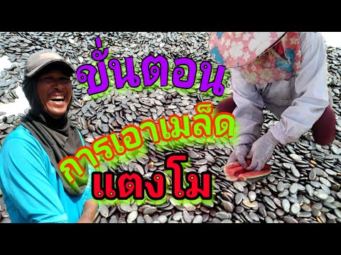 วีดีโอ: การออมเมล็ดแตงโม - เวลาเก็บเกี่ยวและวิธีเก็บรักษาเมล็ดแตงโม