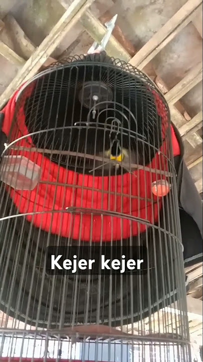 SOGON NEMBAK MATERI PLECI KEJER - KEJER #sogon #sogongacorngobra #sogongacor