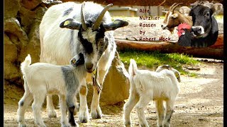 Zwergziegen - Alte Nutztierrassen Folge 20 - Westafrikanische Ziegen im Rasseportrait, pygmy goats