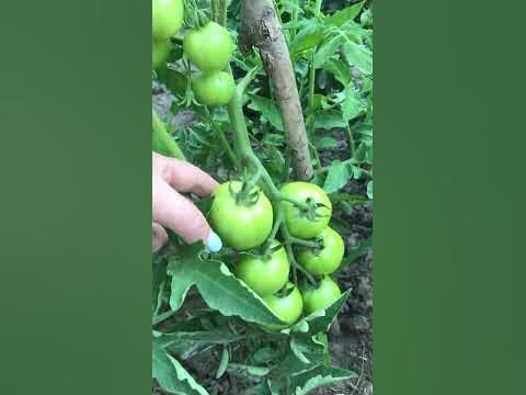 Помидоры без полива - YouTube