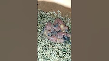 Java Sparrow breeding progress second clutch #shorts #viral