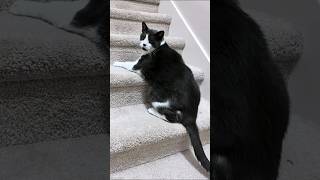 Owner of euthanized cat still looking for apology and answers from SCRAPS