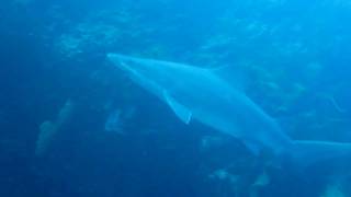 CA Diving News - Mystery Shark by thomgirod 614 views 13 years ago 16 seconds