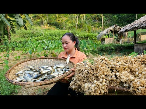 Harvest field carp & Palanquin vegetables go market sell - Plant flowers in the garden