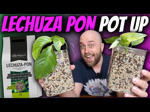 Video Potting up two 'rare' variegated plants in Lechuza Pon... - youtube