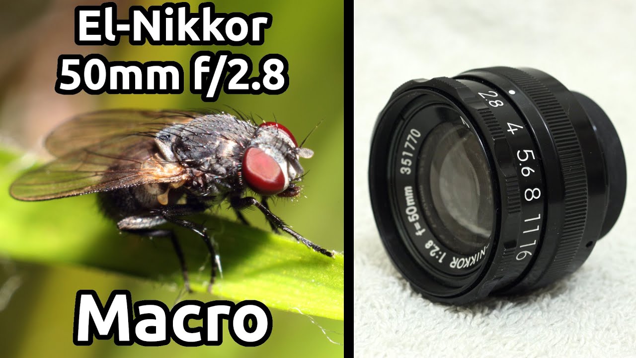 El Nikkor mm f.8   Macro Sample Images